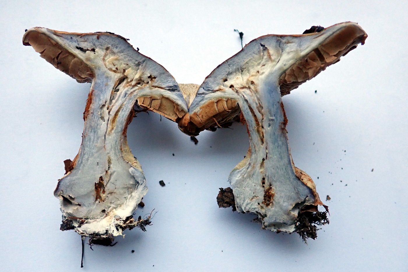 Cortinarius amoenolens  by Penny Cullington